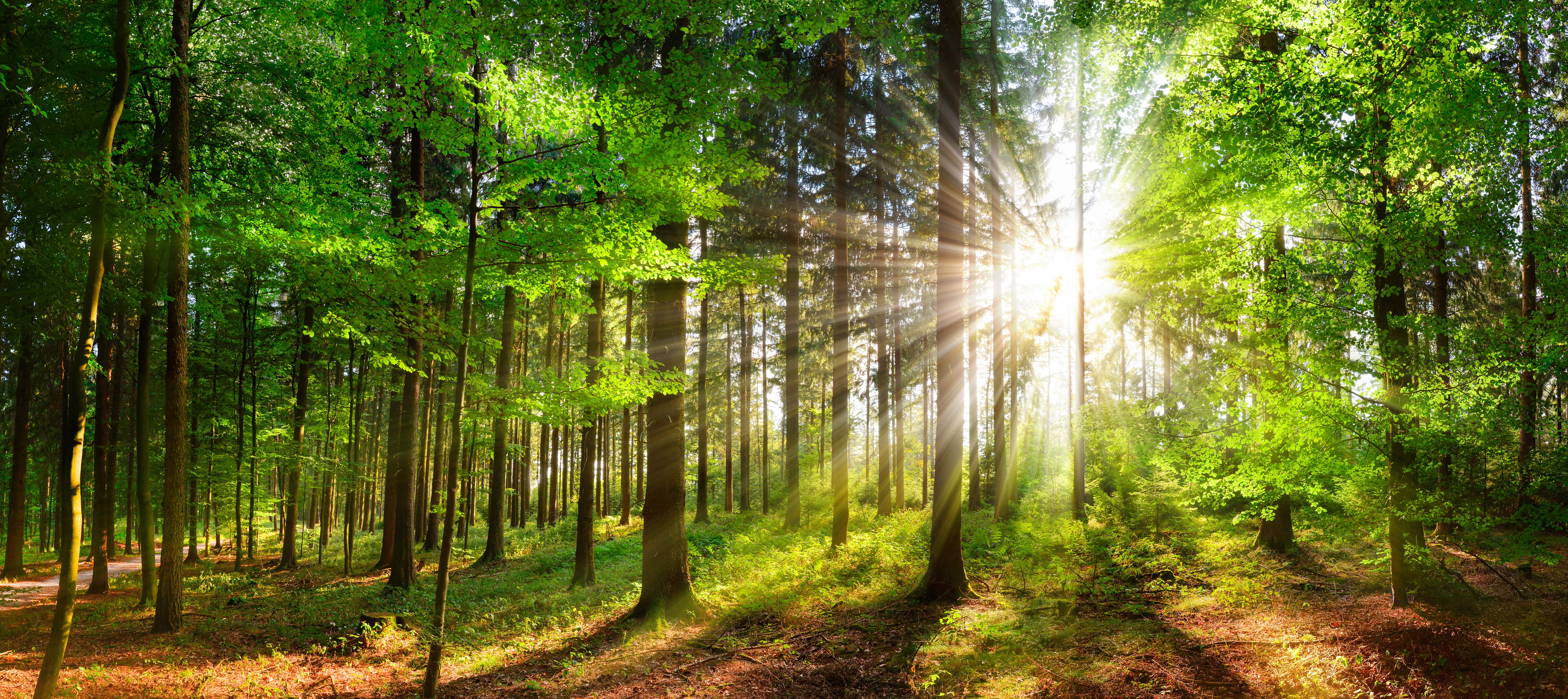 banner with the green nature